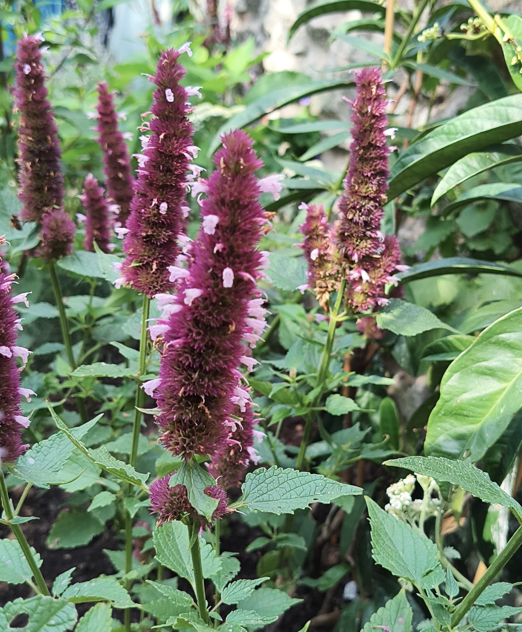 Agastache