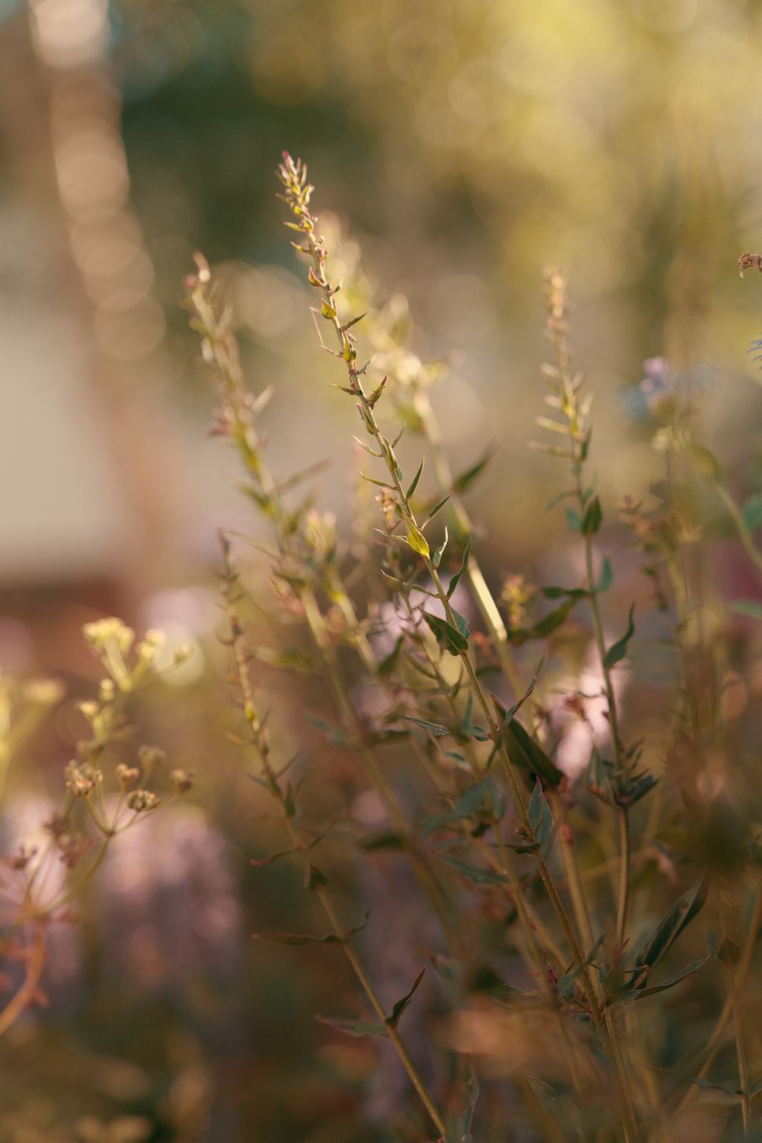 Airy flower stems backlit in evening light