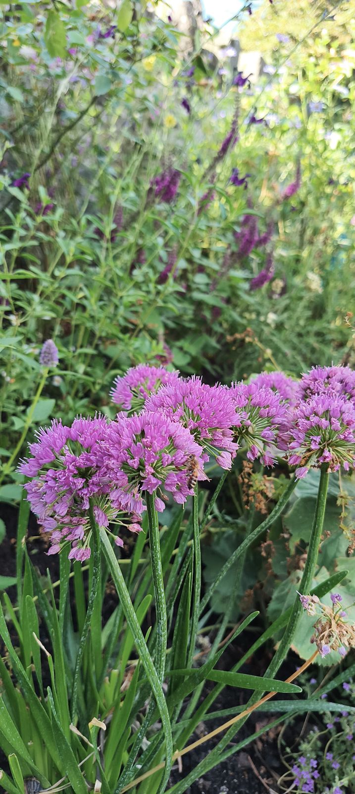 Allium flower heads with salvia behind