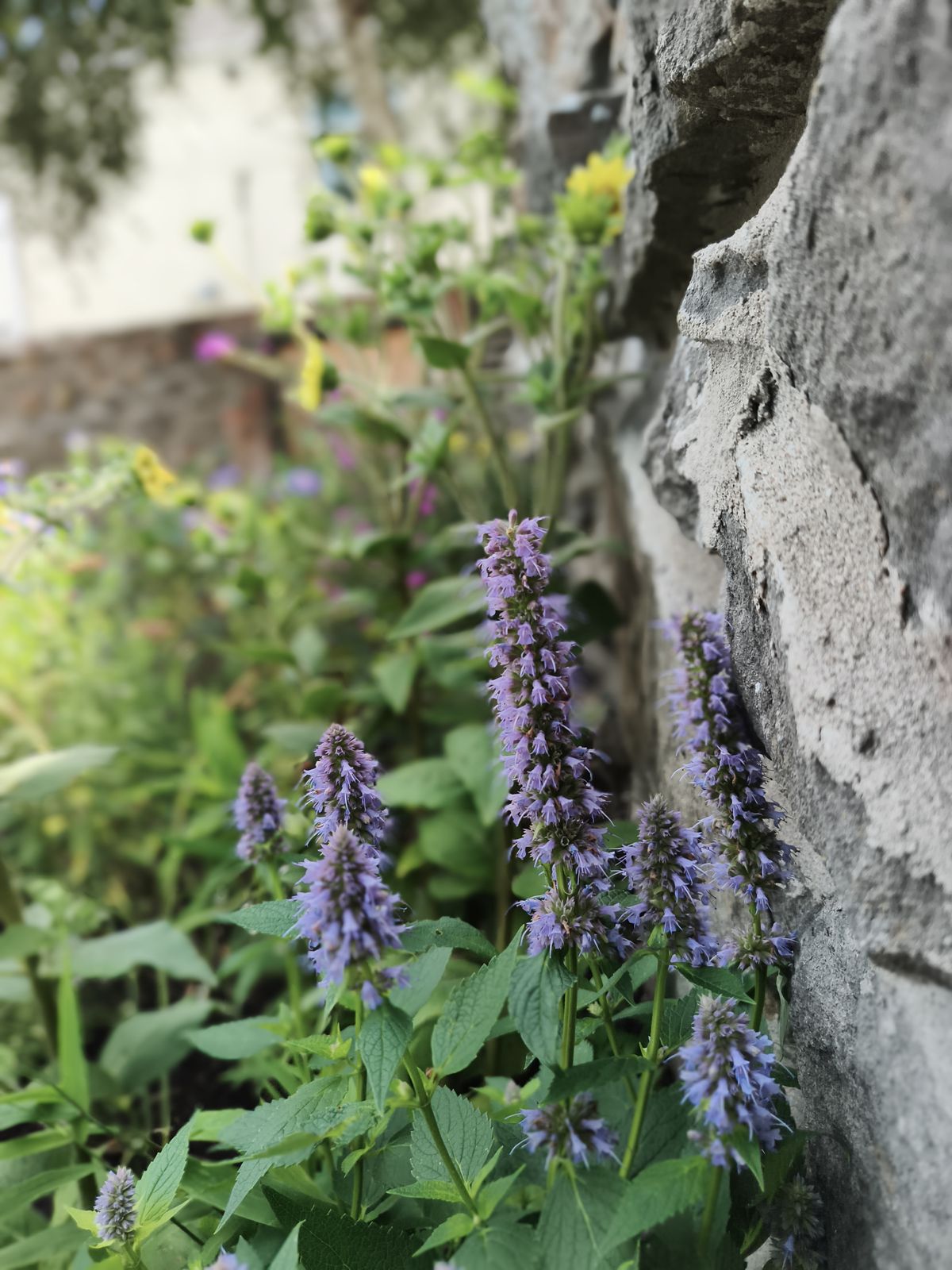 Blue agastache flowering against a stone wall