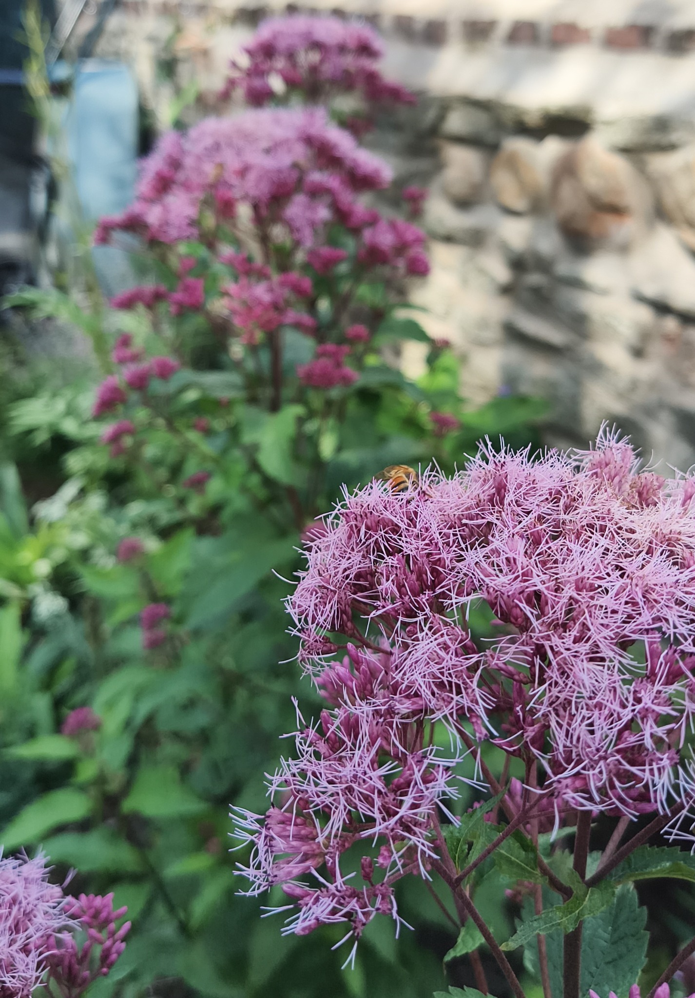 Pink flowering perennial with bee