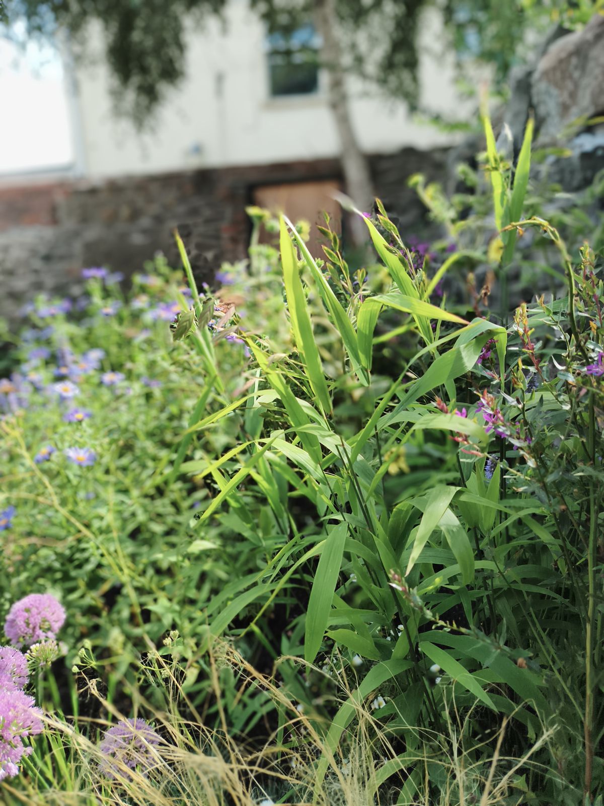 Ornamental grasses with asters and allium seedheads