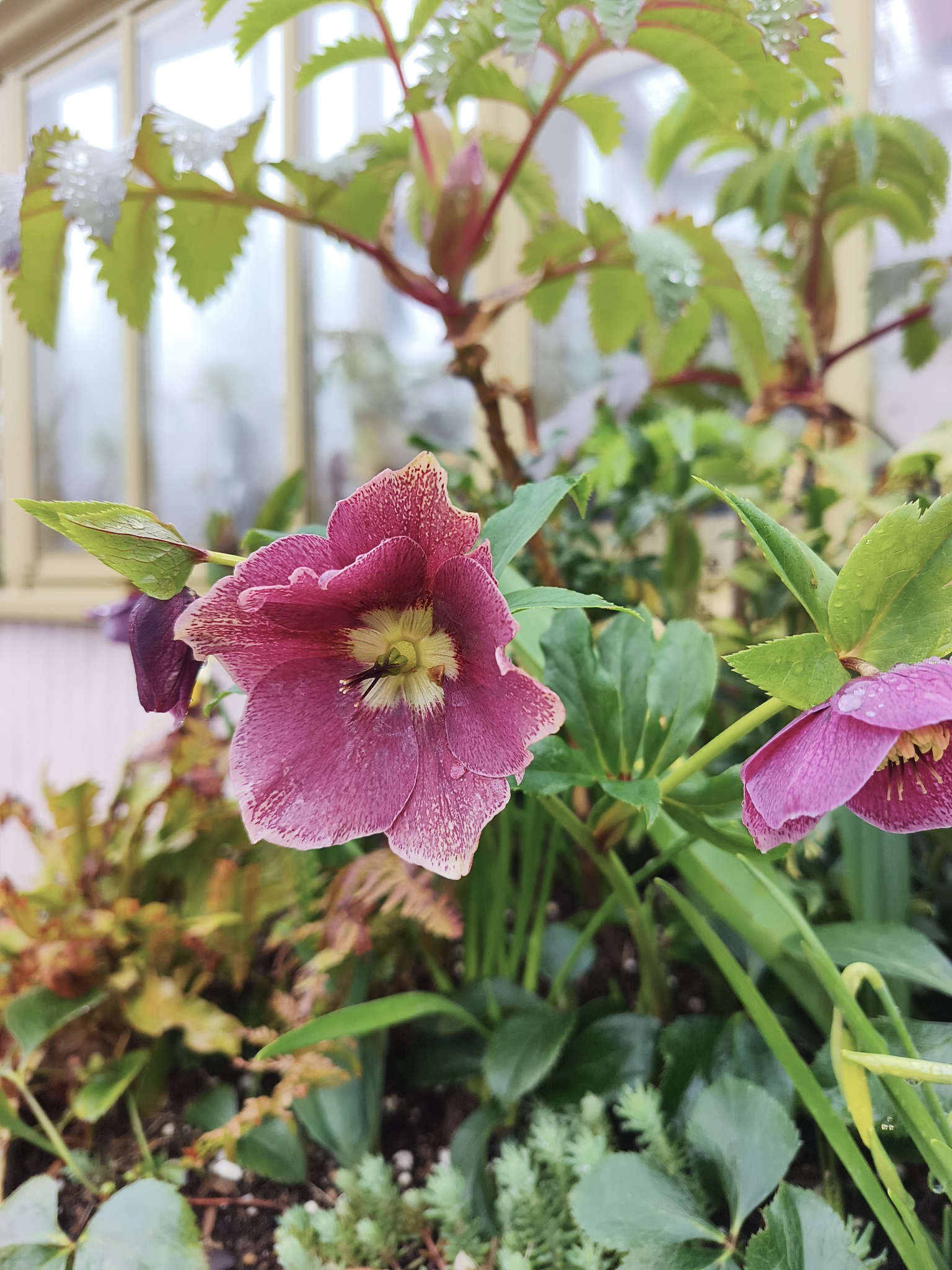 Hellebores