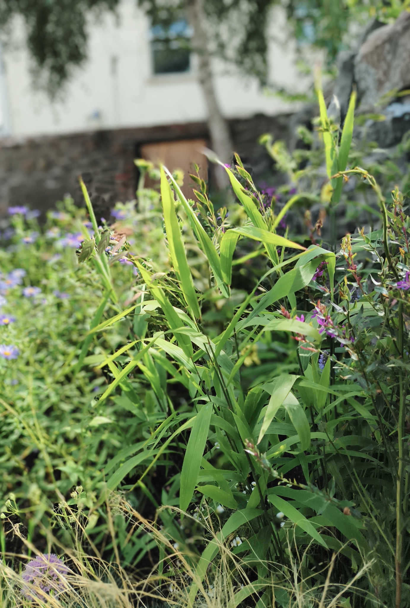Naturalistic garden planting