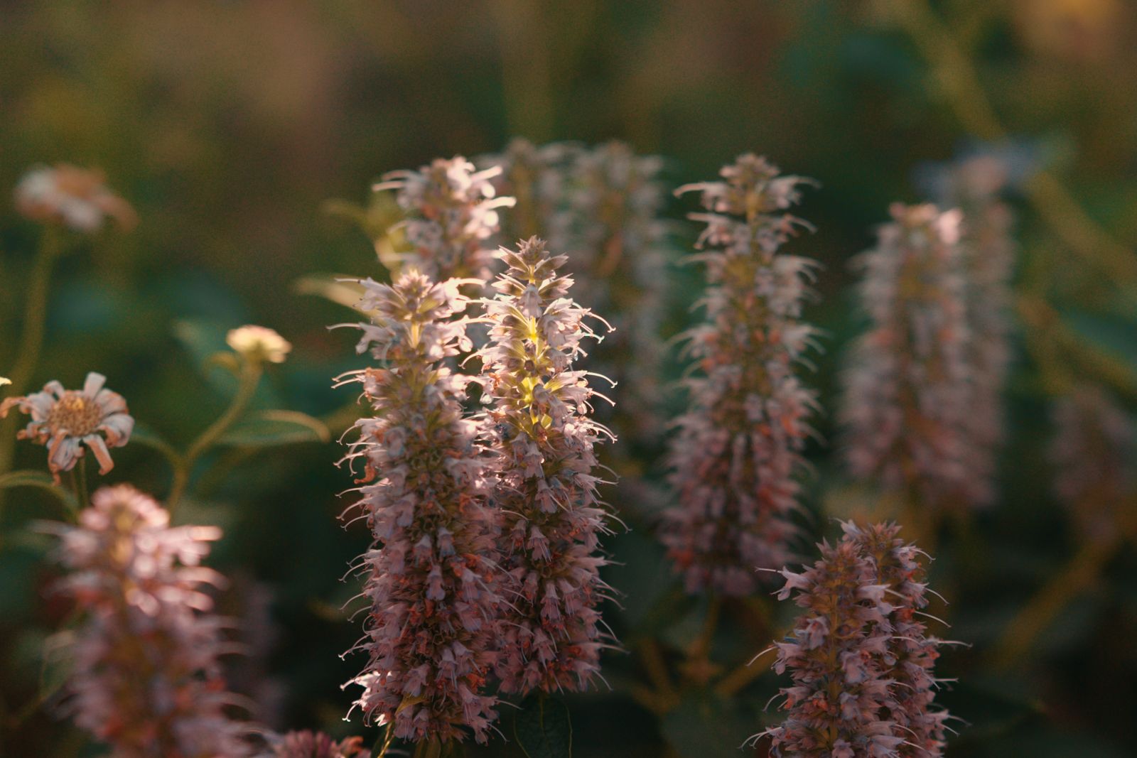 Close-up of pink agastache spikes