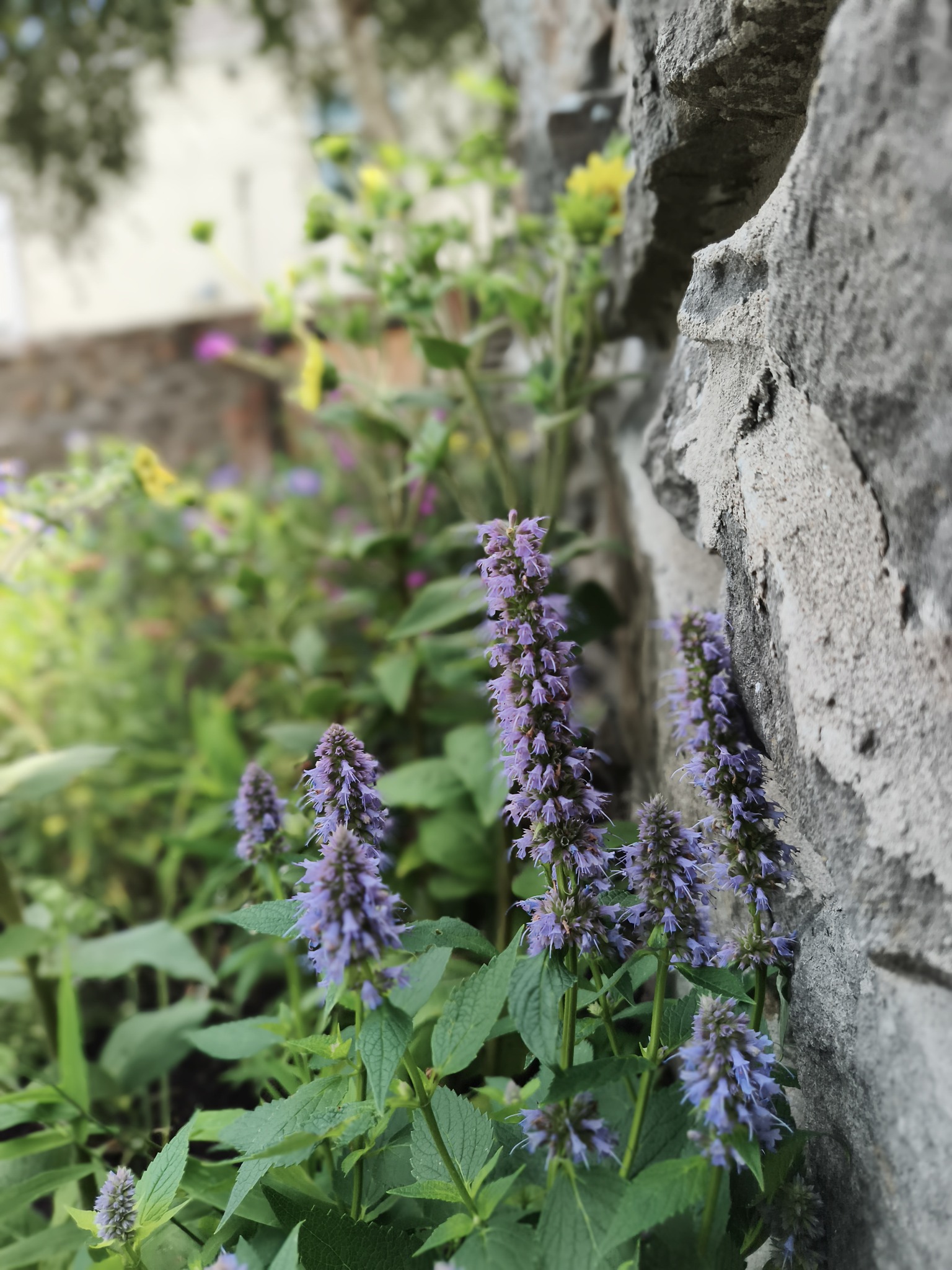 Blue flowering Agastache in a naturalistic border
