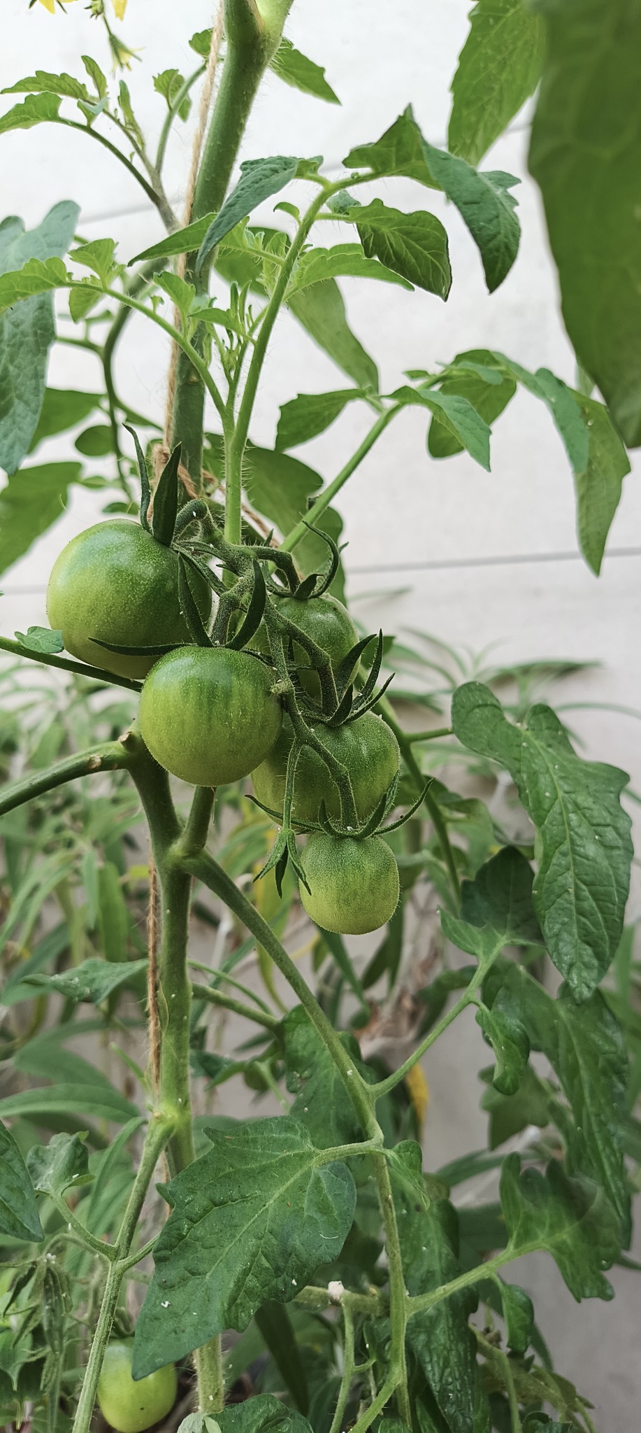 Tomatoes growing on the vine