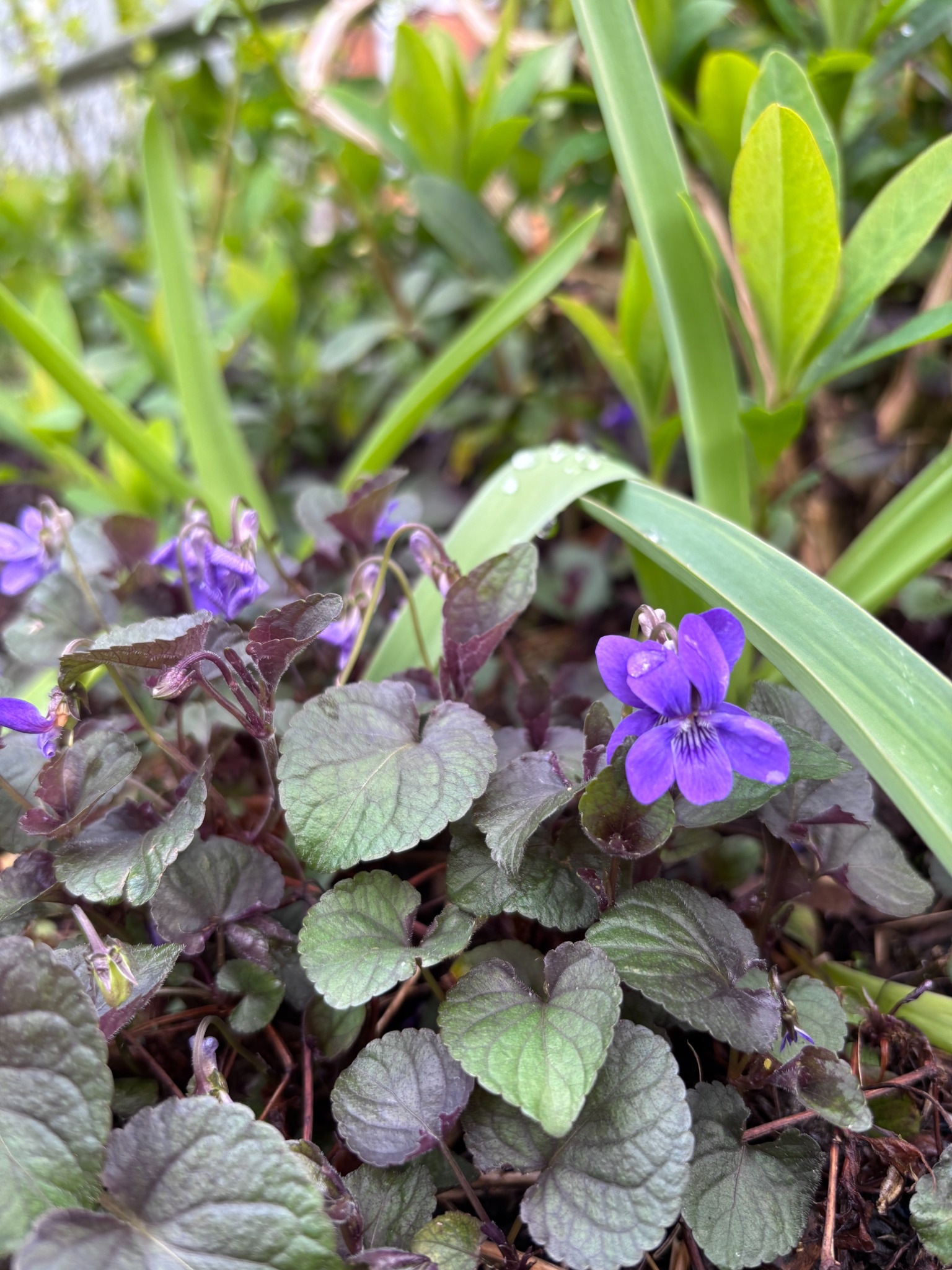 Viola among naturalistic planting