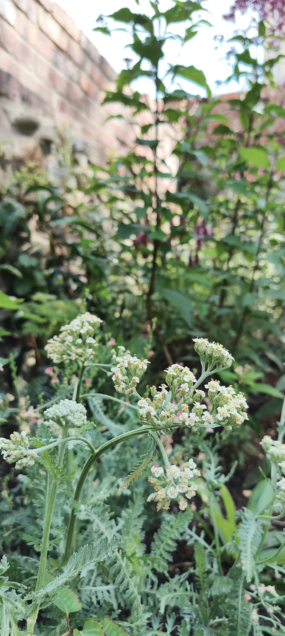 Yarrow